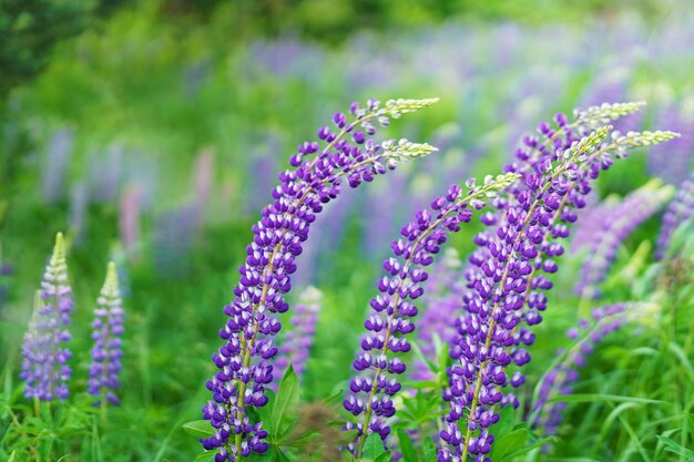 Lupine bloemen in de wind