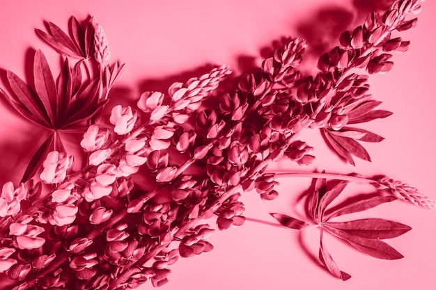 Lupine bloemen in roze lila kleur in volle bloei op een paarse achtergrond platliggend afgezwakt in viva magenta trendkleur van het jaar 2023