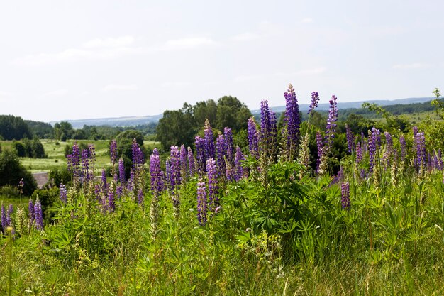 lupine bloemen