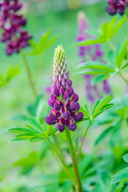 Lupine blooms in the garden Selective focus