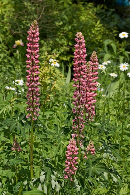 Lupine blooms on the lawn in the garden