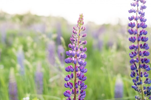 ピンクの紫と青の花を持つルピナス畑。ルピナス夏の花の背景の束。ルピナス
