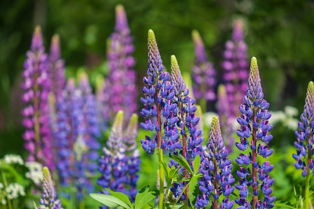 Lupine field with pink purple and blue flowers Bunch of lupines summer flower background