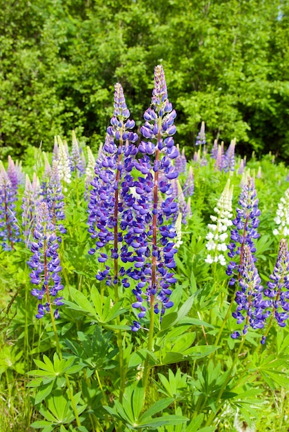 A lupine flower closeup in a field