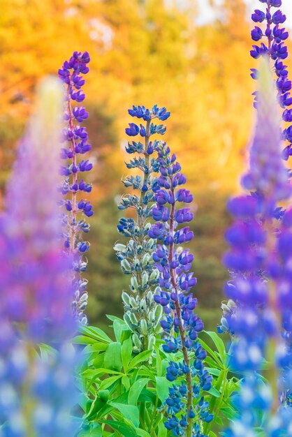 Lupine flower in evening sunset light beautiful colours