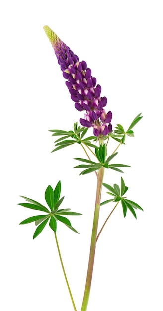 Lupine flower isolated on white background Purple lupinus