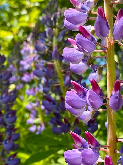 Lupine flowers on a background of green foliage in a garden