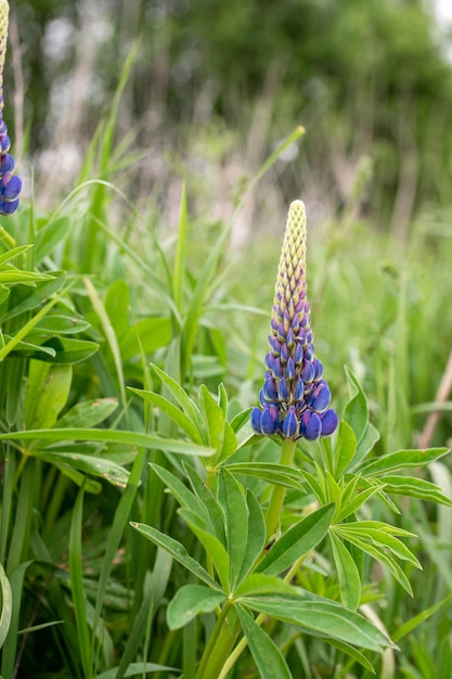 Lupine Flowers Blooming in Wild Meadow