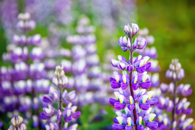 Lupine flowers in iceland