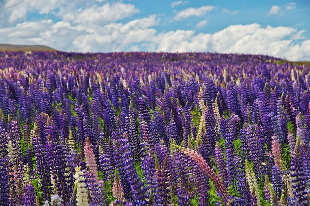 Lupine flowers in New Zealand