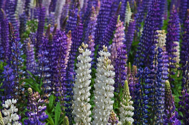 Lupine flowers in New Zealand