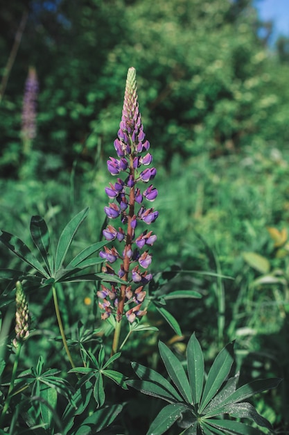 lupine flowers Spring flowers of bright color