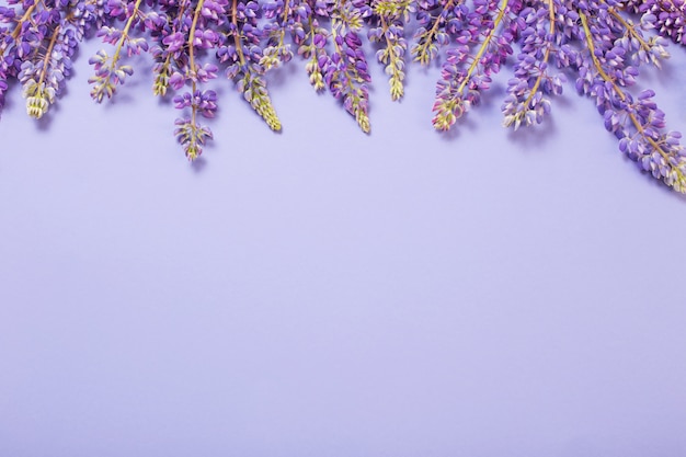 Lupine flowers on violet paper