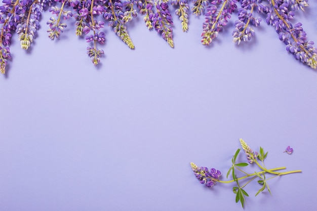 Photo lupine flowers on violet paper