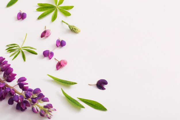 Lupine flowers on white background