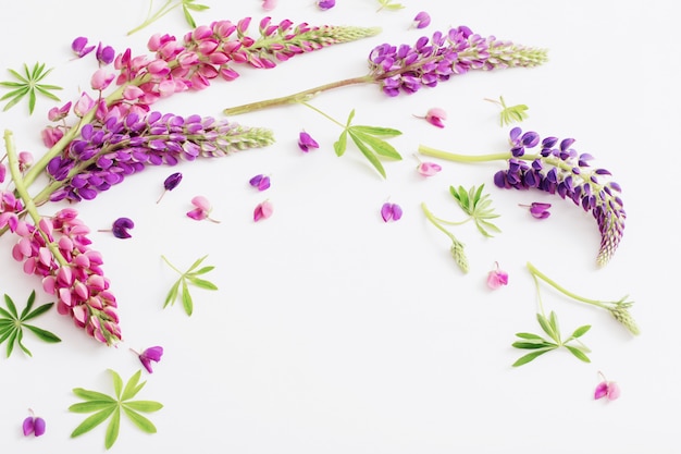 Lupine flowers on white background