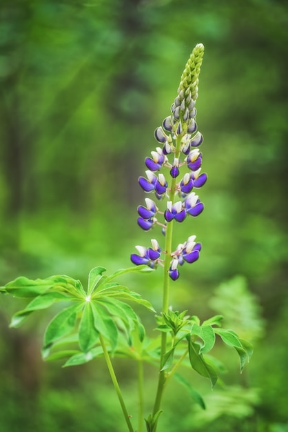 Lupine lilac flowers in a garden