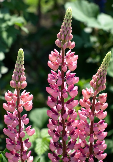 Lupine pink