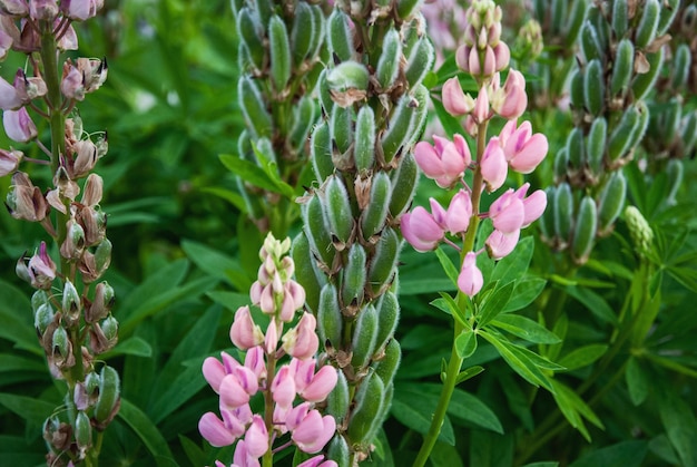 種子のさやとピンクの花を持つルピナス植物庭のLupinuspolyphyllus