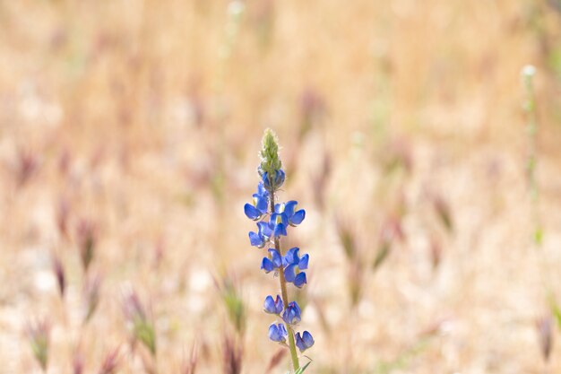 Lupine-wildflowers die in woestijn, zuidwesten, de vs bloeien.