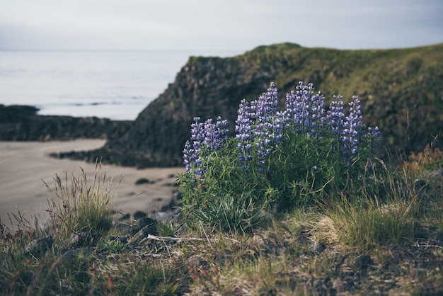 Lupinebloemen in IJsland