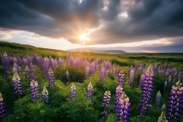 Lupinen in een veld met de ondergaande zon achter hen