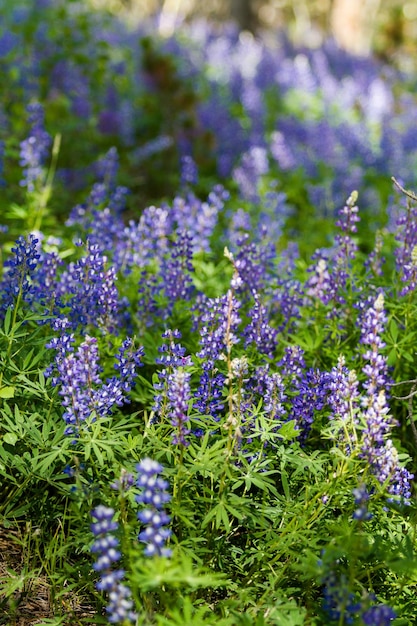 Lupinen in volle bloei op de alpiene bosbodem.