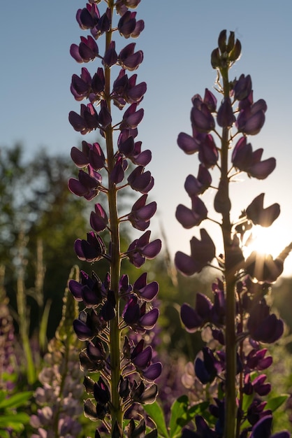 Lupines bij zonsondergang met tegenlicht