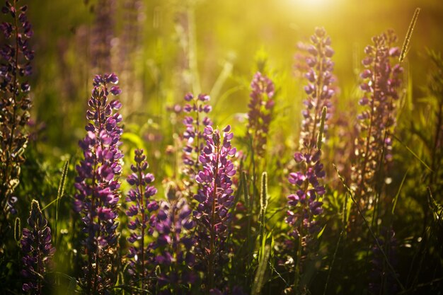 Lupines bloemen