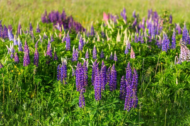 Lupines in field with selective focus blurry background