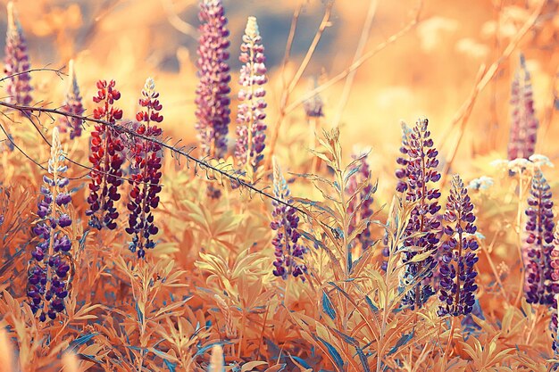 lupines in het veld / zomerbloemen paarse wilde bloemen, natuur, landschap in het veld in de zomer