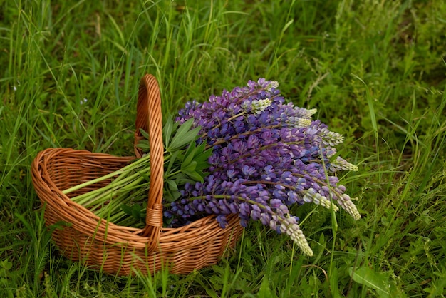 Lupines at sunset on a green background Selective focus on flowers in basket