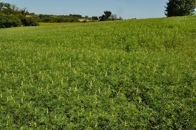 Lupinevoer in een veld