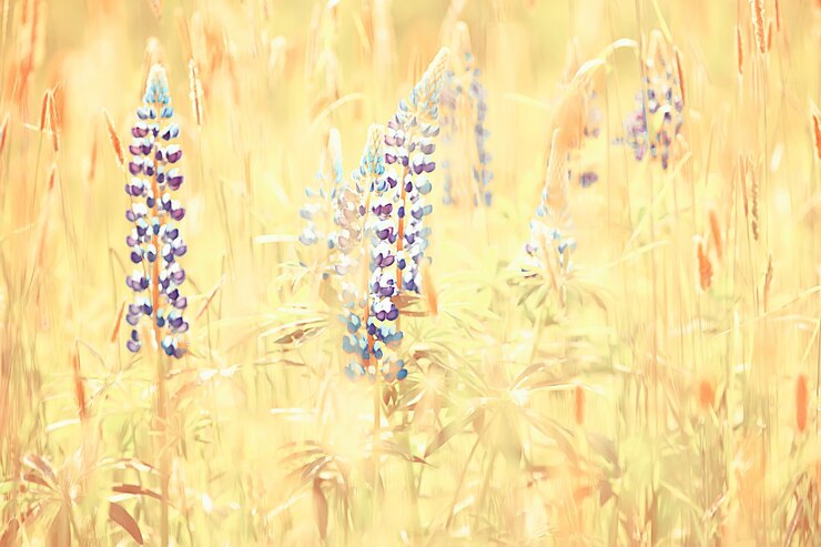 Photo フィールドのルピナス/夏の花紫の野生の花、自然、夏のフィールドの風景