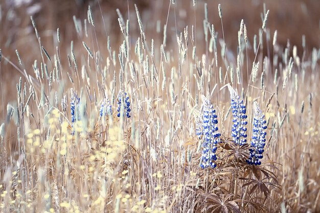 フィールドのルピナス/夏の花紫の野生の花、自然、夏のフィールドの風景