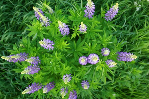 lupins in the field / summer flowers purple wild flowers, nature, landscape in the field in summer