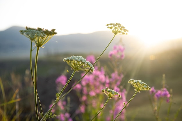 夕日に咲くルピナスの花