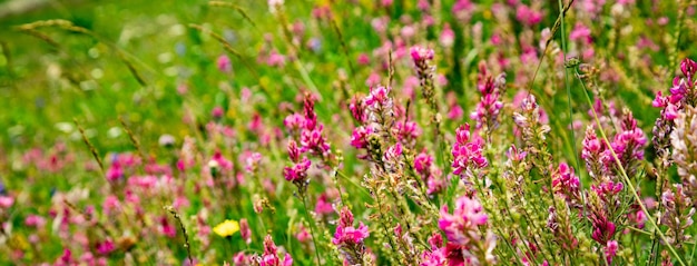 Lupins flower blooming in the sunset