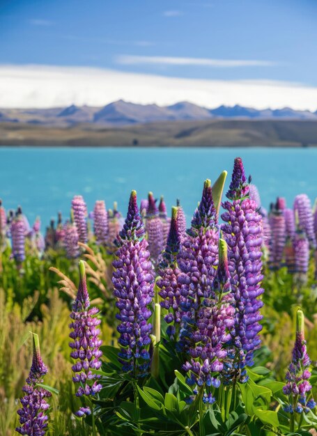 Lupins Of Lake Tekapo