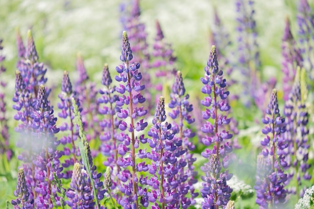 Lupinus lupin lupine field with pink purple and blue flowers Bunch of lupines summer flower background