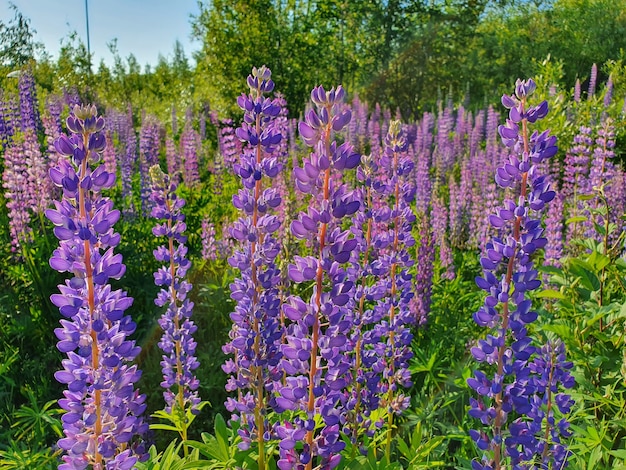 사진 lupinus, 보라색과 파란색 꽃이있는 루피 너스 필드.