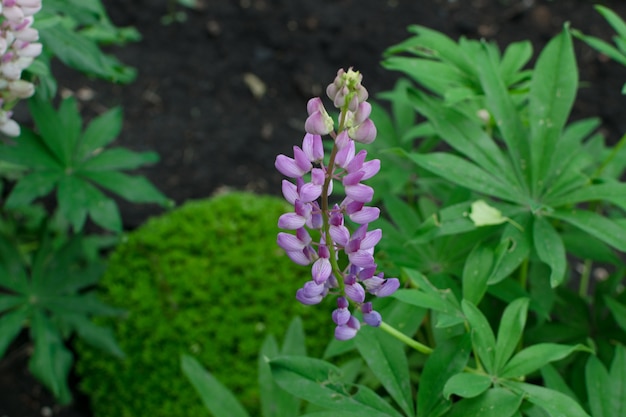 ルピナスまたはルピナスの花はぼやけた背景でクローズアップ