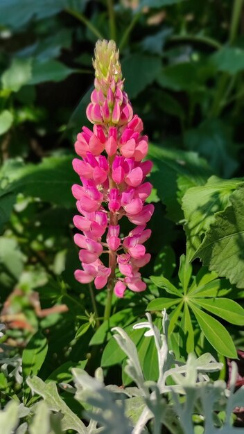 Lupinus polyphyllus または庭のルピナス ピンクの花の庭のデザイン