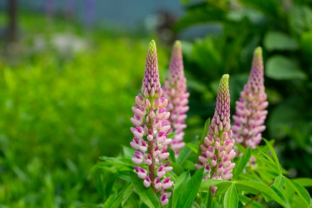 写真 ルピヌス・ポリフィルス (lupinus polyphyllus) は,花がく白いピンク色の花をかせた大きな葉のルピン花で,庭の高い装飾用野生植物です.