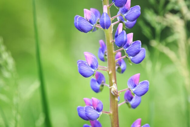 Lupinus polyphyllus ルピナスの花が咲くクローズ アップ ルピナス紫の花庭で日光の下で野生の植物