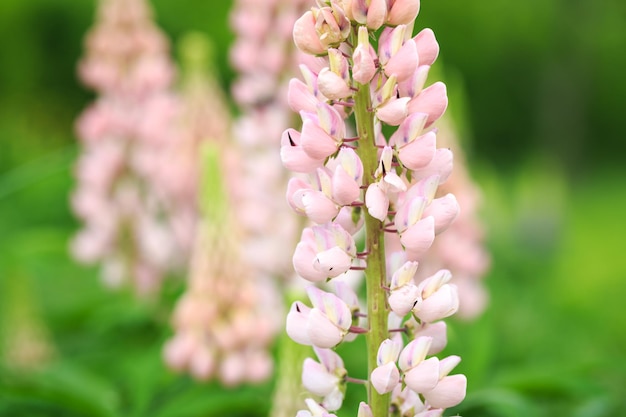 Lupinus polyphyllus lupine flowers in bloom Lupine lupine lupine field with pink purple flower Wild plant in sunlight in the garden