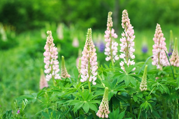 Lupinus polyphyllus lupine flowers in bloom Lupinus lupin lupine field with pink purple flower Wild plant in sunlight in the garden