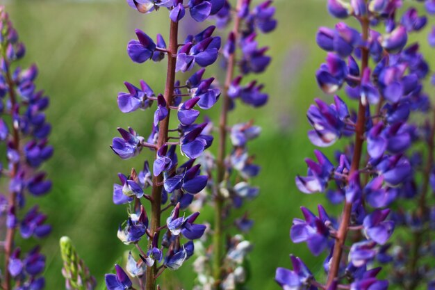 Lupinus purple flower in the summer