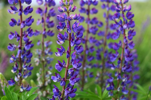 여름에 Lupinus 보라색 꽃