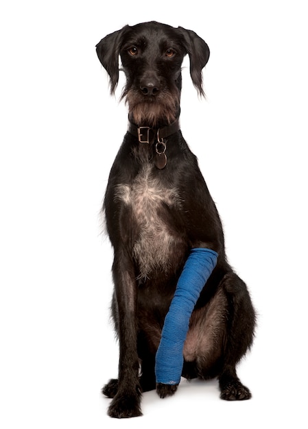 Lurcher, 3 years old, with arm cast sitting